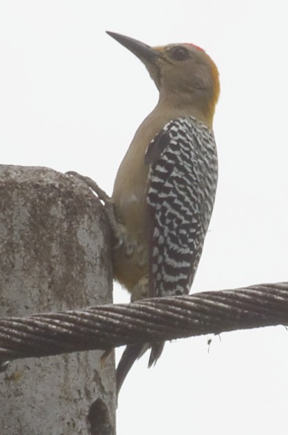 Hoffmann's Woodpecker - ML73921251