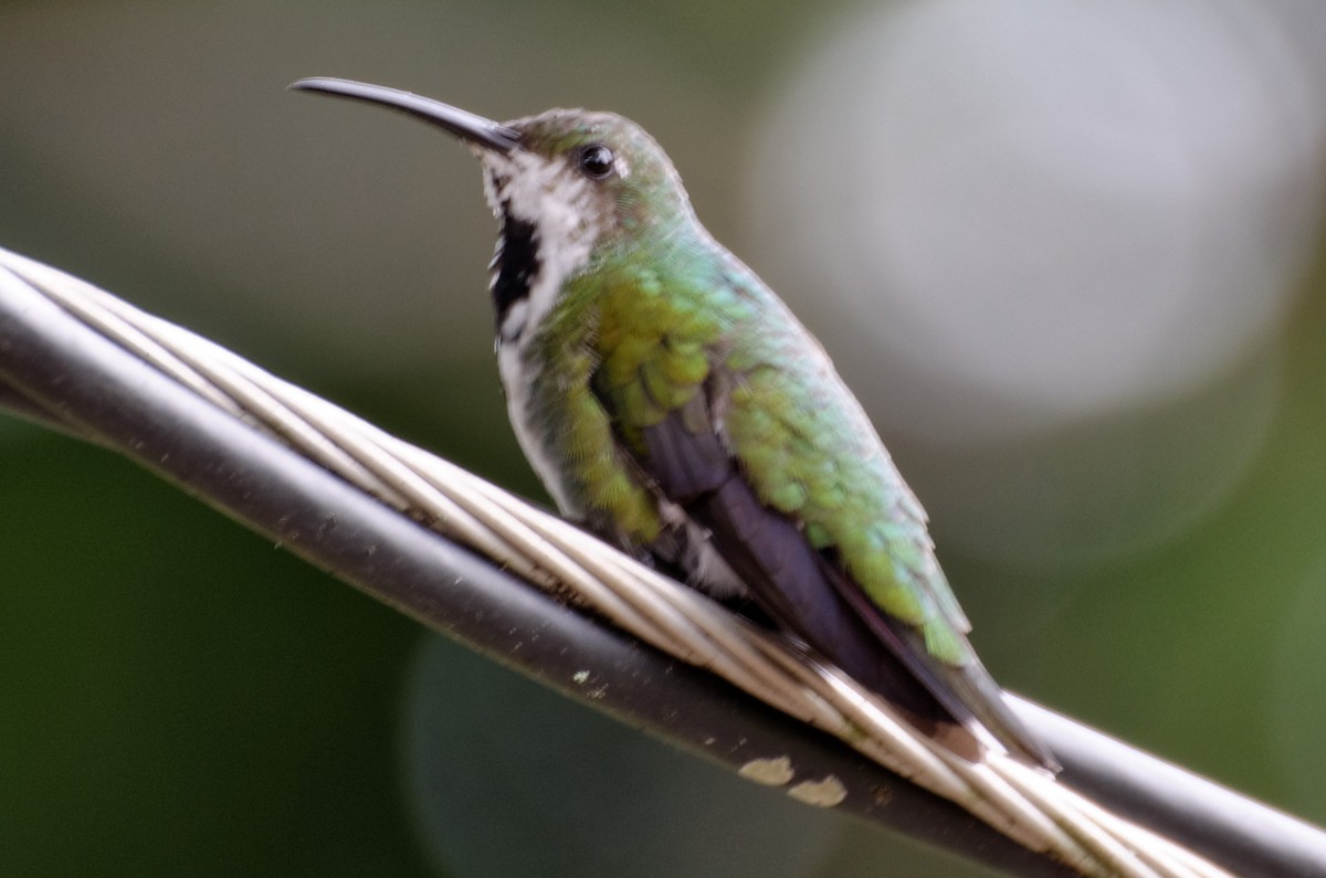 kolibřík lesklý - ML73921301