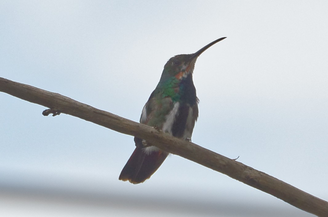 kolibřík lesklý - ML73921311