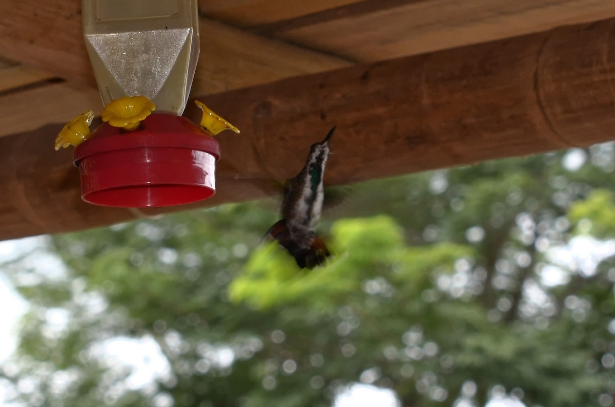 kolibřík lesklý - ML73921341