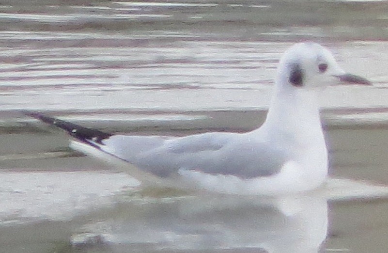 Bonaparte's Gull - Tom Schmidt