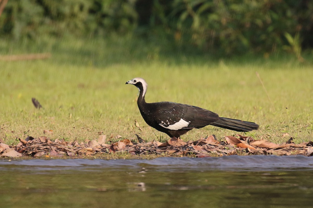 White-throated Piping-Guan - David Lang