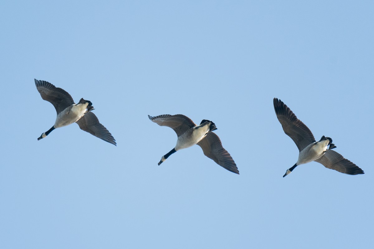 Canada Goose - Lee Jaffe