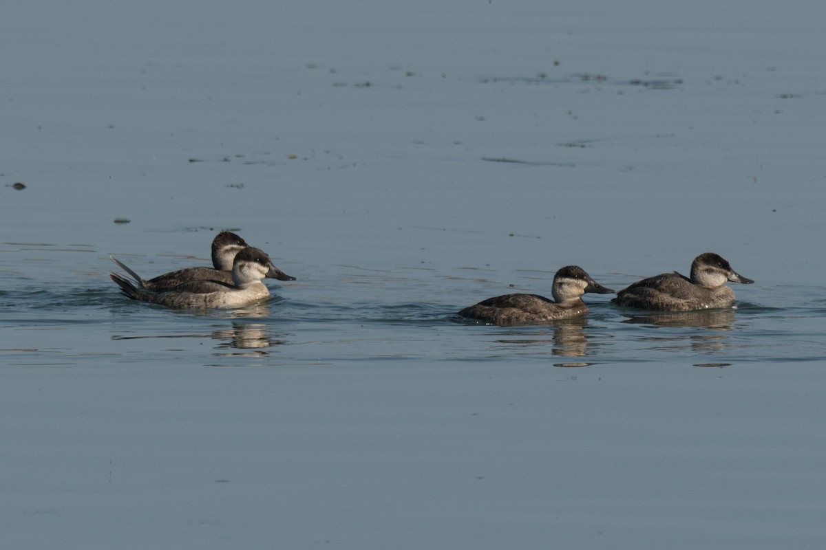 Ruddy Duck - Lee Jaffe