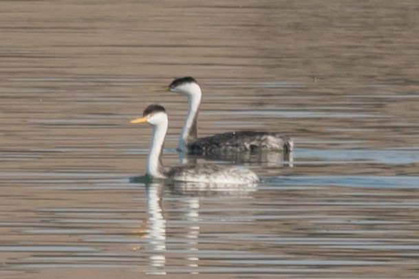 Clark's Grebe - Lee Jaffe