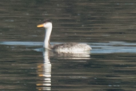 Western Grebe - Lee Jaffe