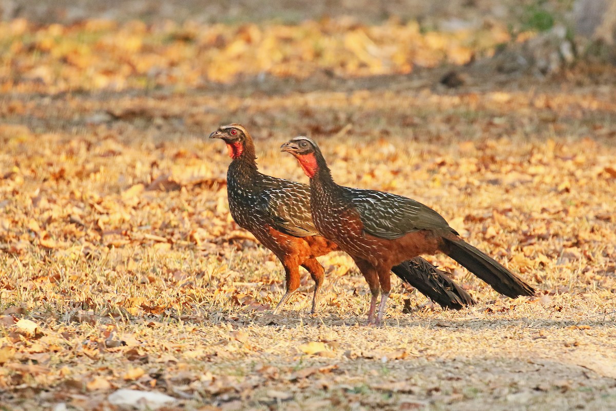 Chestnut-bellied Guan - ML73924441