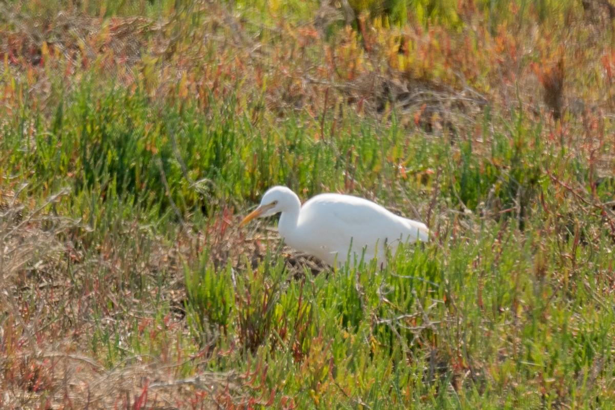 Western Cattle Egret - Lee Jaffe