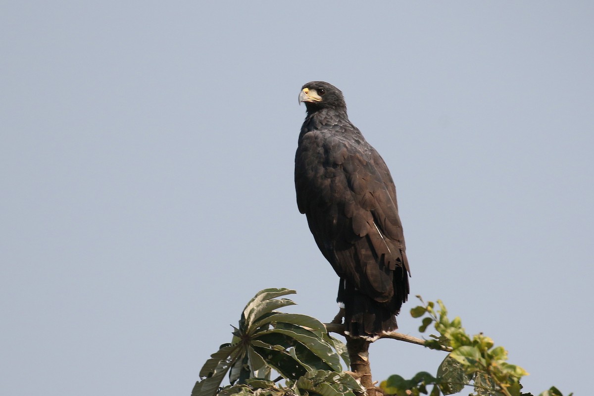 Great Black Hawk - ML73924741