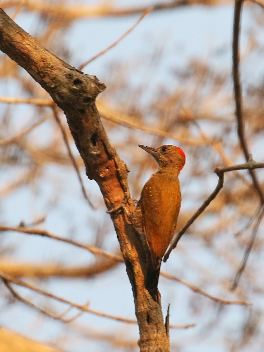 Little Woodpecker - ML73924931