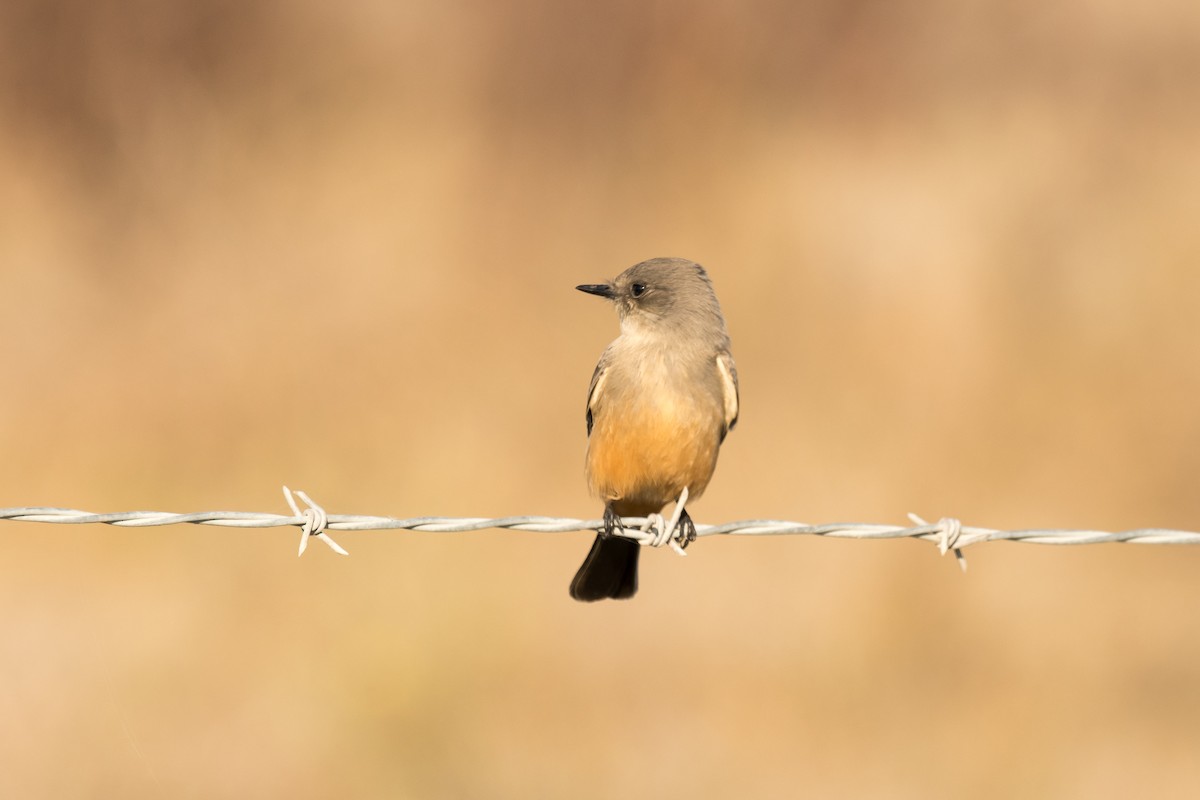 Say's Phoebe - Lee Jaffe