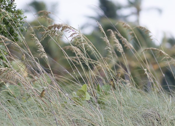 bobolink americký - ML73925081