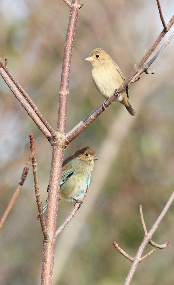 Indigo Bunting - ML73925121