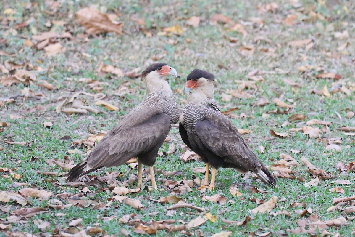 Caracara huppé (plancus) - ML73925211