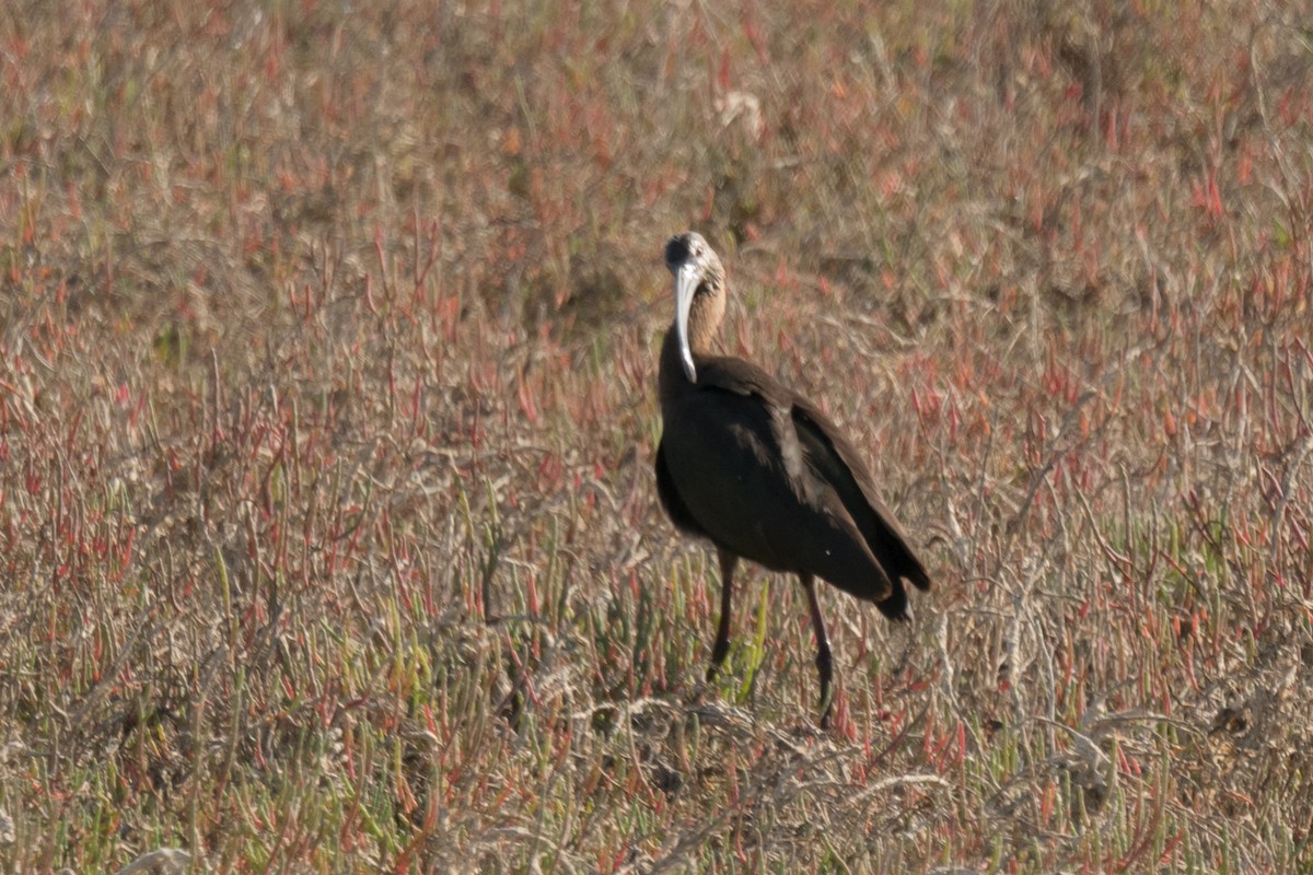 White-faced Ibis - Lee Jaffe