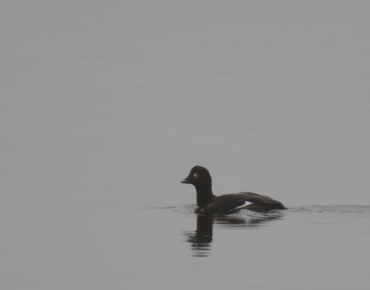 White-winged Scoter - ML73928021