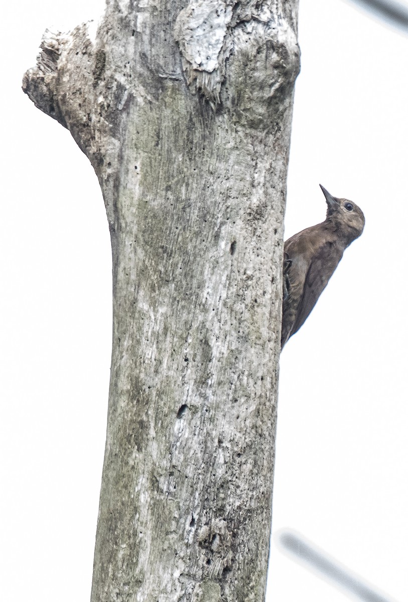 Smoky-brown Woodpecker - ML73928781