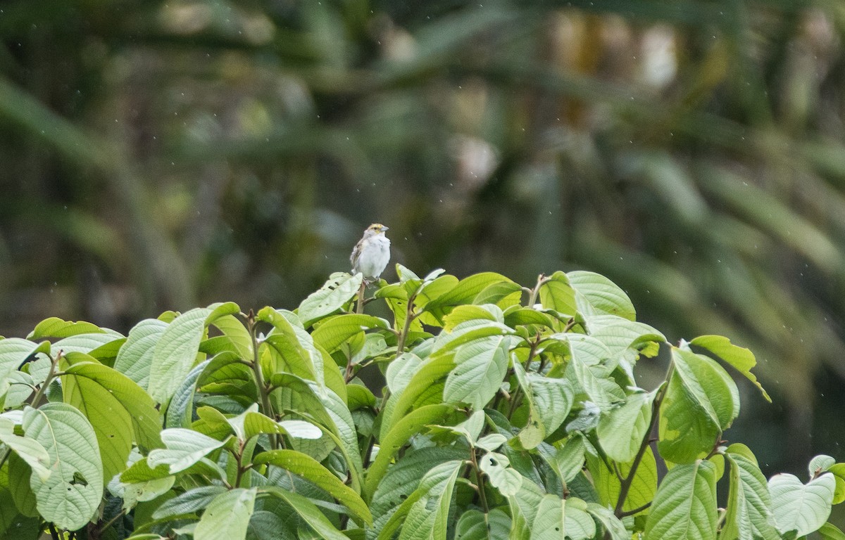 Yellow-browed Sparrow - ML73928991