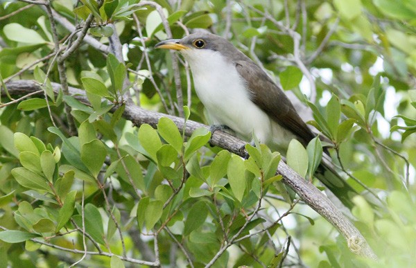 Yellow-billed Cuckoo - ML73930311