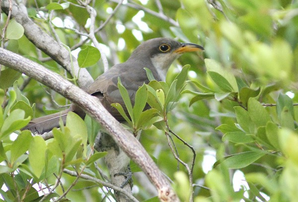 Yellow-billed Cuckoo - ML73930321