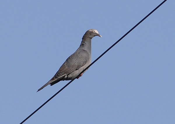 Pigeon à couronne blanche - ML73931251