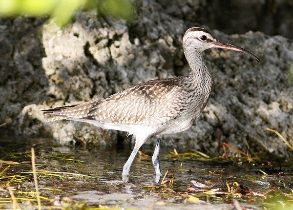 Whimbrel - Ted Keyel