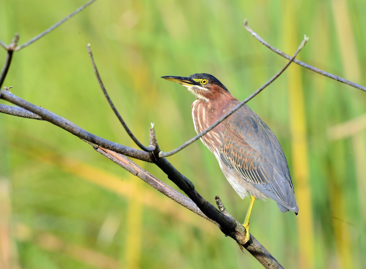 Green Heron - ML73931491