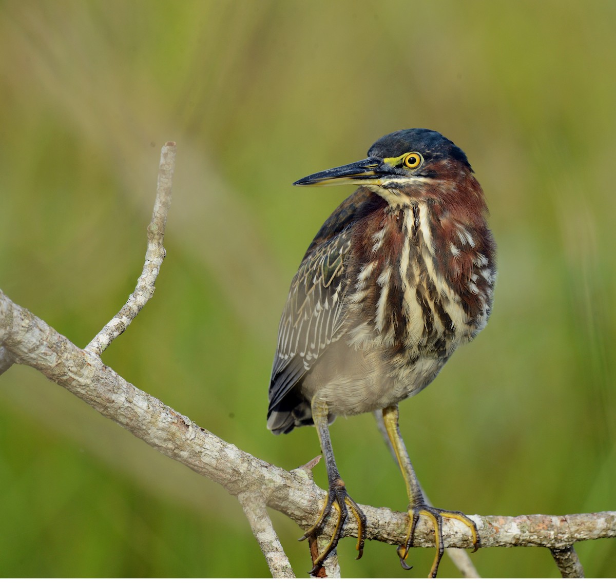 Green Heron - ML73931521