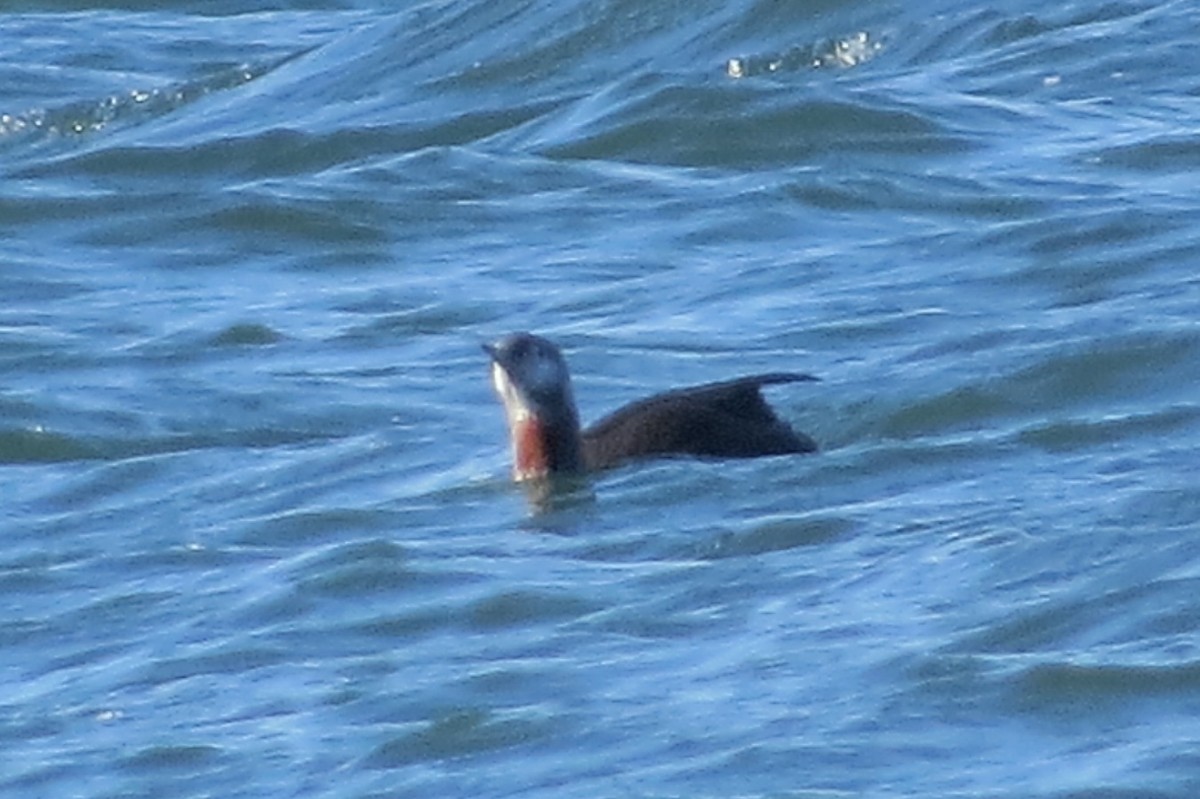 Red-throated Loon - ML73931851