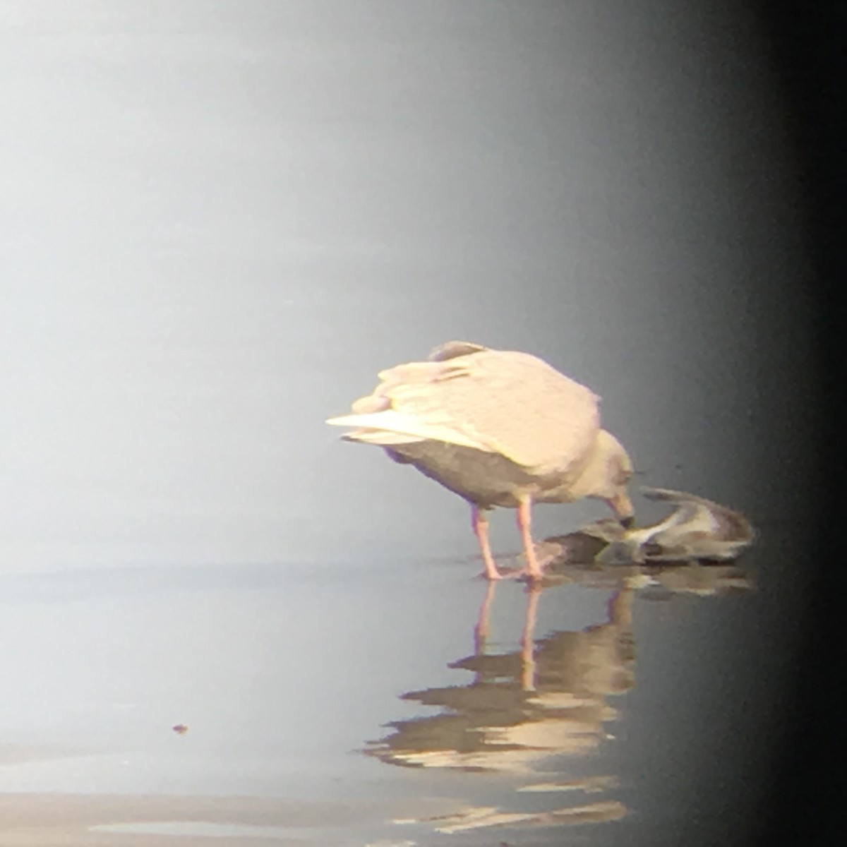 北極鷗 - ML73932631