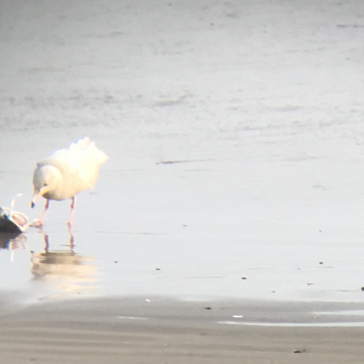 北極鷗 - ML73932641