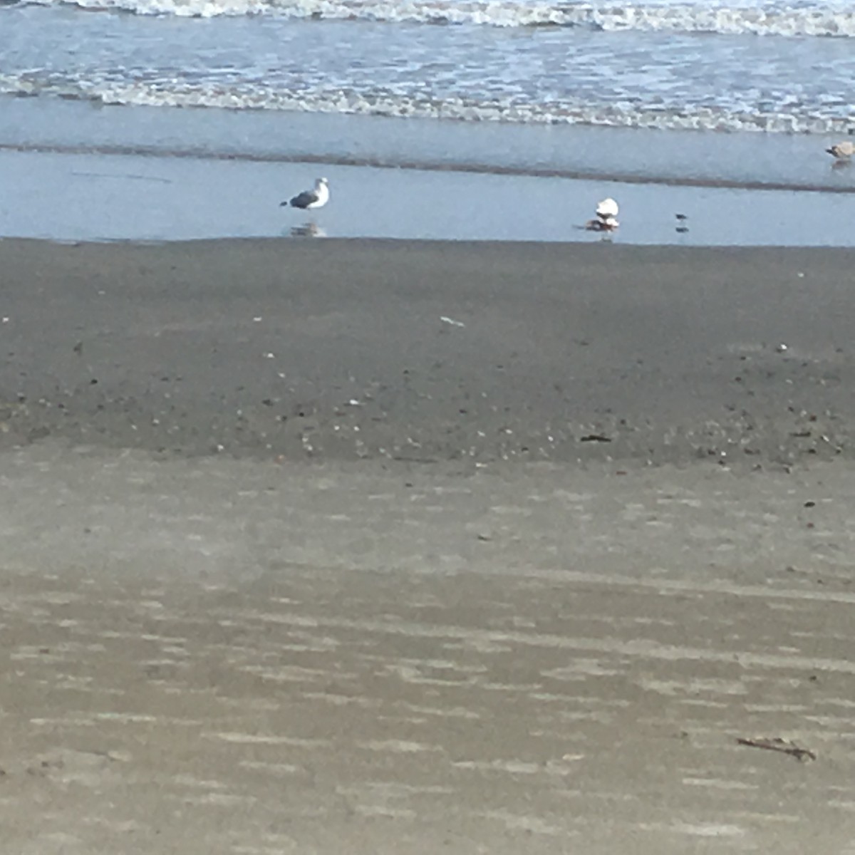 北極鷗 - ML73932651