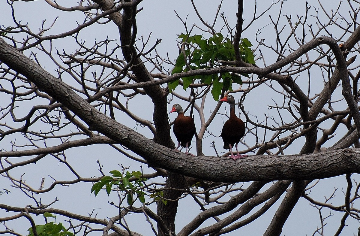 Black-bellied Whistling-Duck - ML73932691