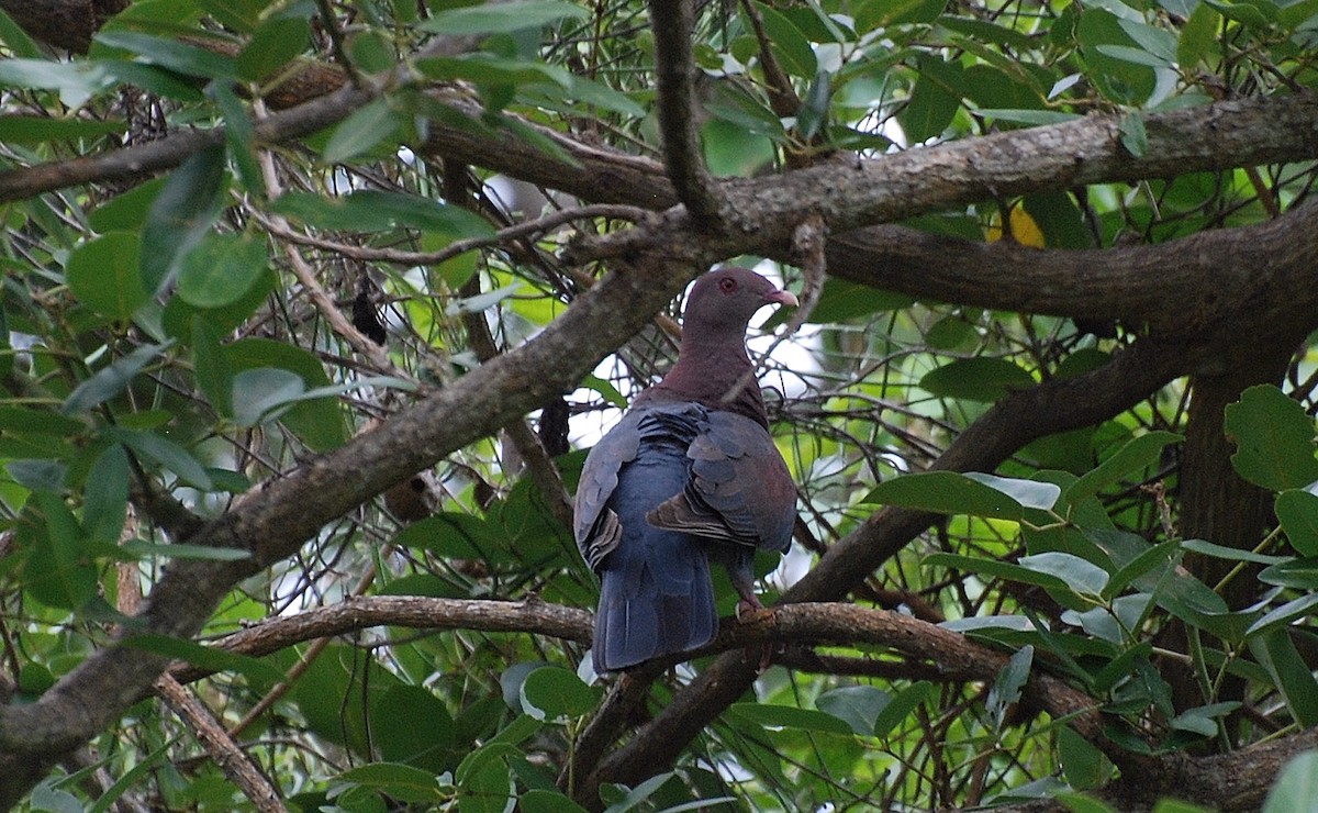 Pigeon à bec rouge - ML73933321