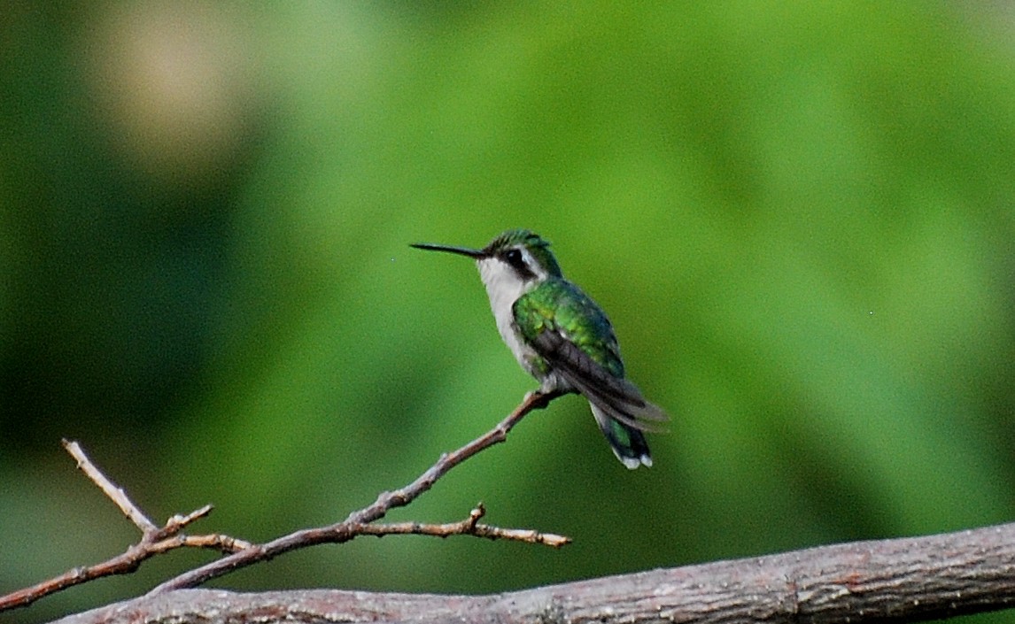 Canivet's Emerald - ML73934401