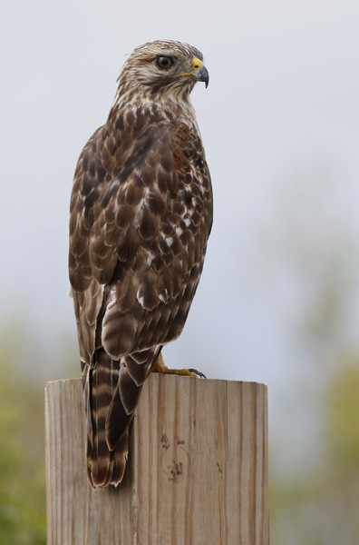 Red-shouldered Hawk - Ted Keyel