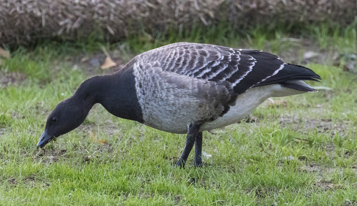 Brant - ML73935791