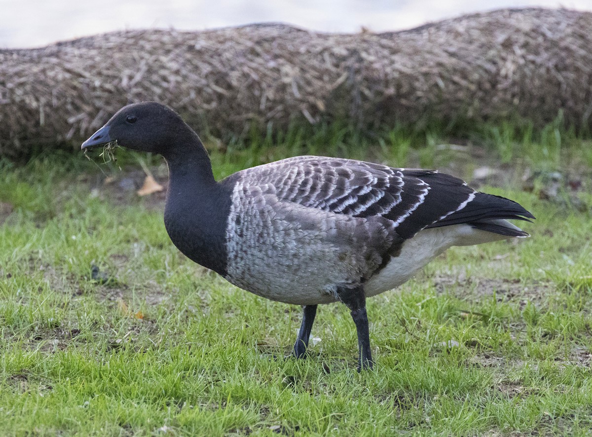 Brant - ML73935801