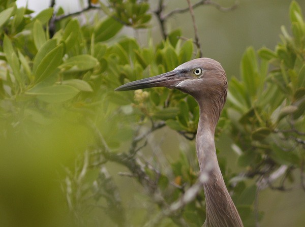 Reddish Egret - ML73935921