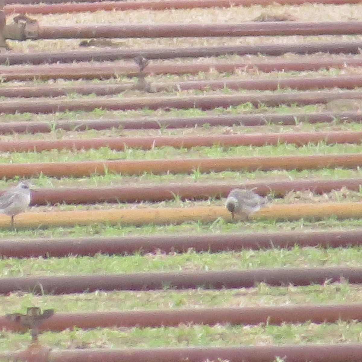 American Golden-Plover - ML73936731