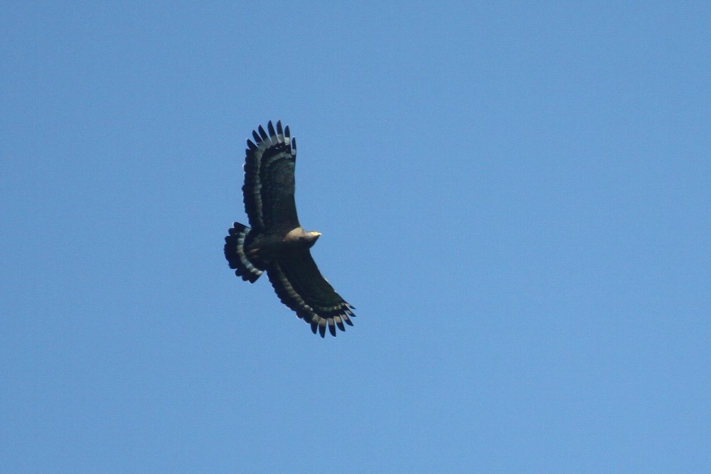 Crested Serpent-Eagle - kensuke TANAKA