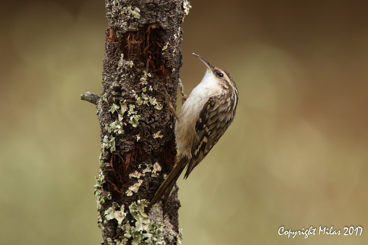 Short-toed Treecreeper - Milas Santos