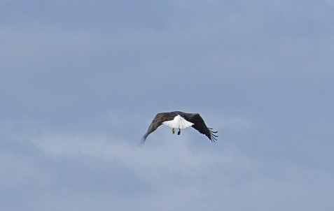 Bald Eagle - Randy Bodkins