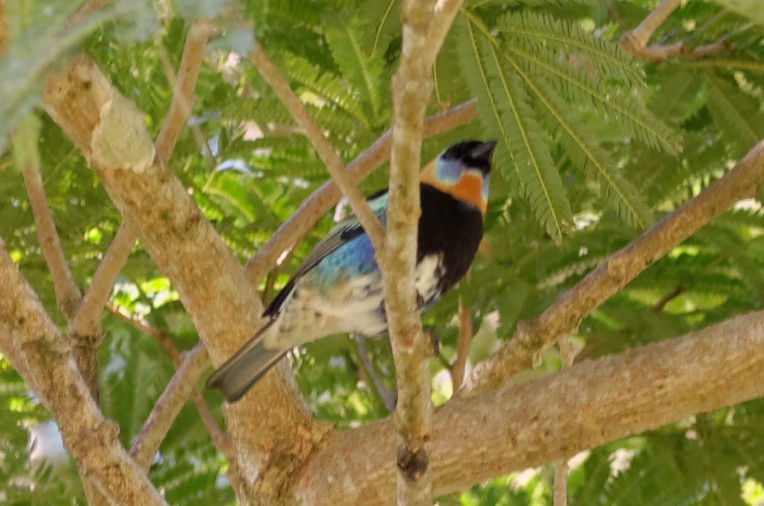 Golden-hooded Tanager - Robert Zickus