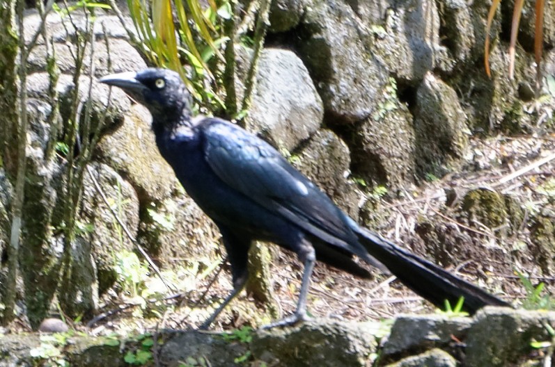 Great-tailed Grackle - Robert Zickus