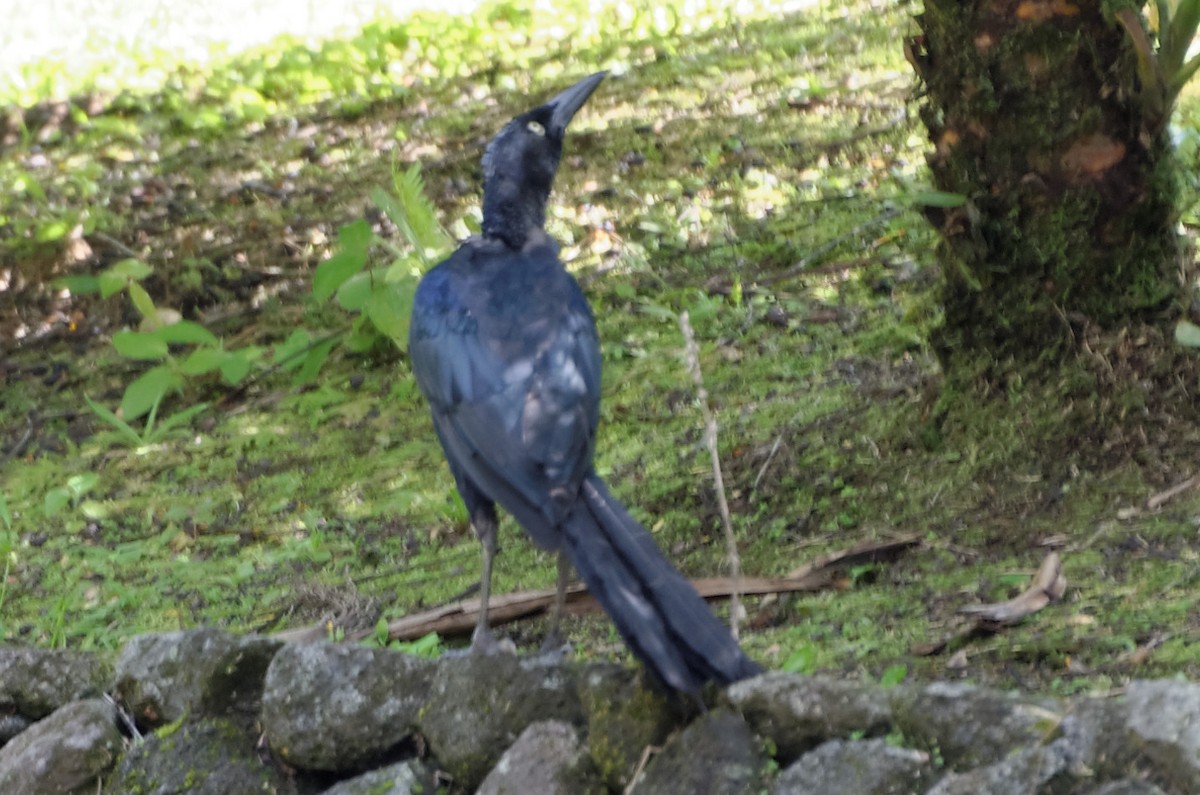 Great-tailed Grackle - Robert Zickus