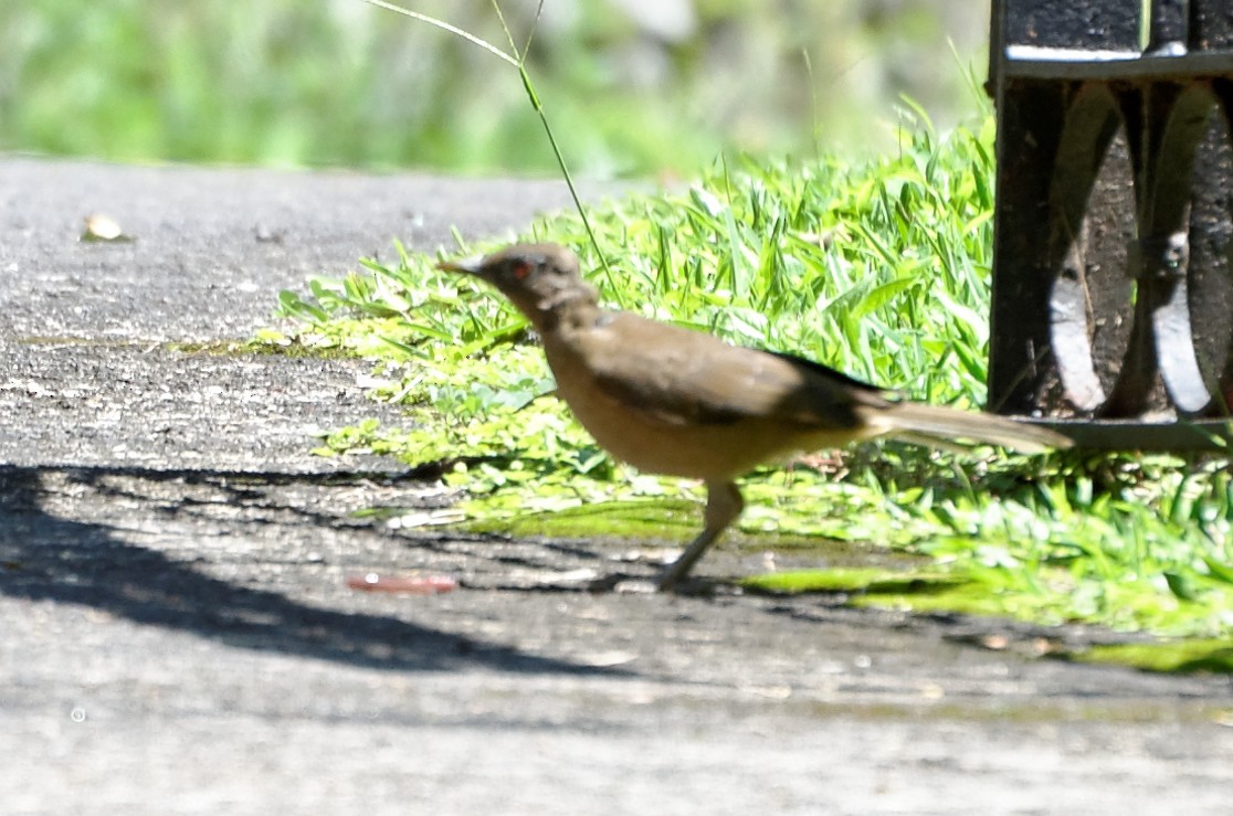 Clay-colored Thrush - Robert Zickus