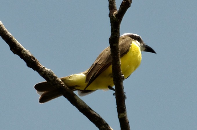 Boat-billed Flycatcher - Robert Zickus