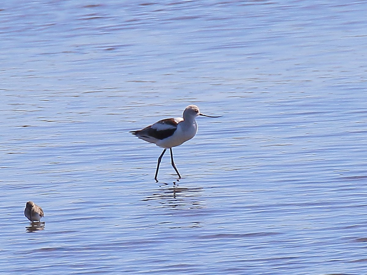 Avocette d'Amérique - ML73939541