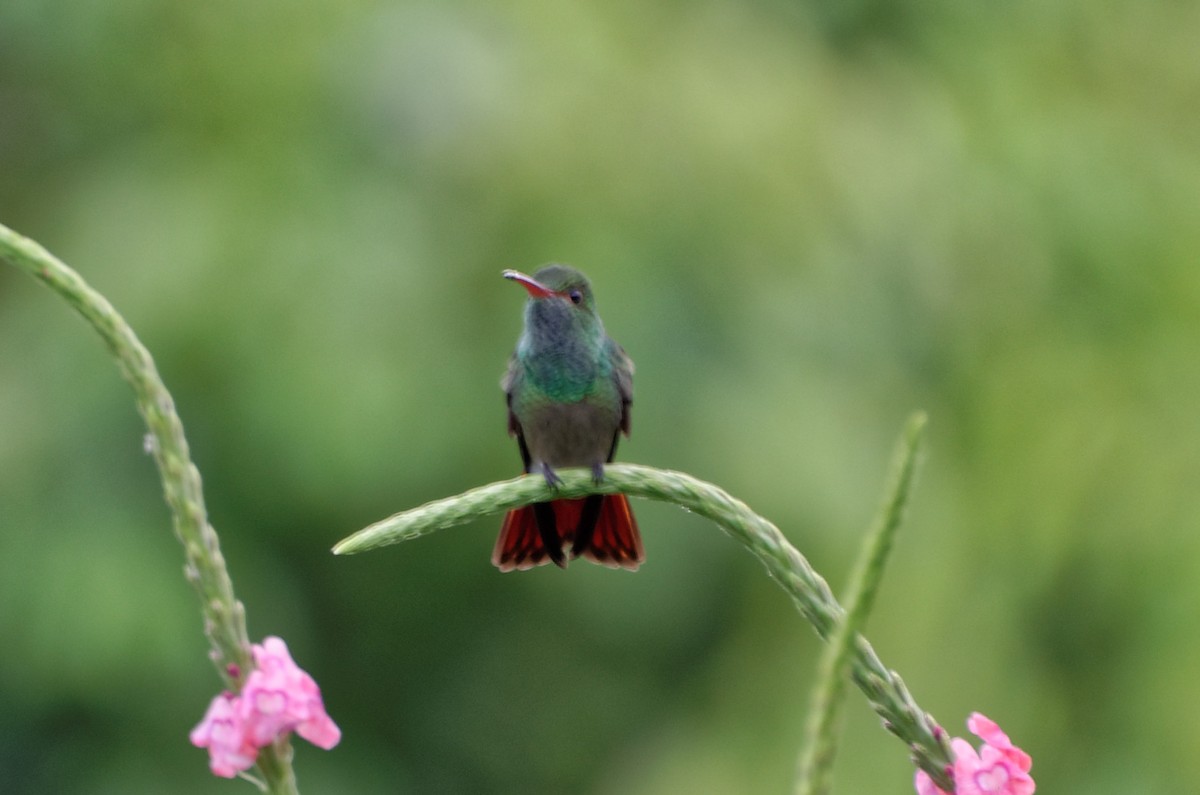 Rufous-tailed Hummingbird - Robert Zickus